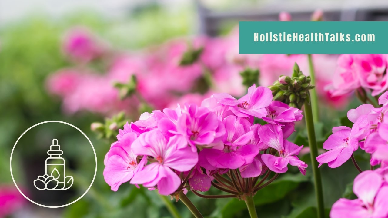 Geranium Essential Oil Blends Well With These Oils Holistic Health Talks